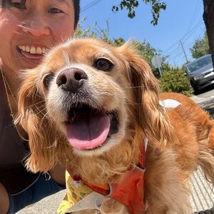 Meet your Posher, Iris